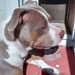 Larry Winkles - @larrywinklesbullydad1976 - Instagram