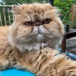 Larry Winter - @larrythepud - Instagram
