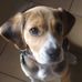 Laurie Witham - Facebook