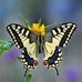 Laurie Woolbright - Facebook
