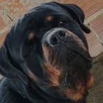 LARSBERG | CANIL DE ROTTWEILER - @canillarsberg - Instagram