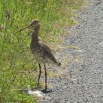 Lars Hansen - @vogelbilder_weilerswist - Instagram