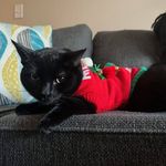 LaShaun Jones - @lashaunn_ - Instagram
