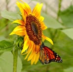 LaShanta Wade - Facebook