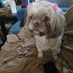 Lashawn Ross - @lashawnross - Instagram