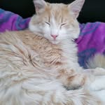 @lashell__belley3379 - Instagram