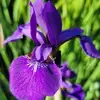 Sherry Singleton Ann - @sherry.singleton - TikTok