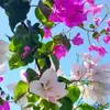 lashondraygraceg - @lashondraygraceg - TikTok