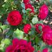 Lavonda Farris - Facebook