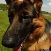 laszloarany - @laszloarany - TikTok