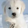 László Bock - @larasara0715 - TikTok