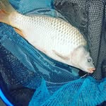 László Csomai - @haver1950 - Instagram