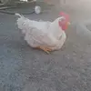 laszlofarkas172 - @laszlofarkas172 - TikTok
