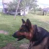 laszloharangozo1 - @laszloharangozo1 - TikTok