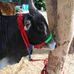 Latcha Pathi - Facebook
