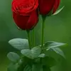 𝘬ꪊꪑꪖ𝘳 ꪶꪖꪶ𝓲𝓽ꫝꪖ. j - @latha.kumar - TikTok