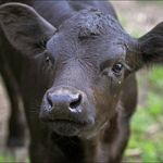 Laticia Lance Davis - @davis.farming4 - Instagram