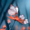 Pradeep_Arora - @latisha.rivera716 - TikTok