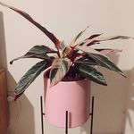 Latonya ball - @latonya_ball81 - Instagram