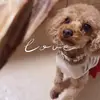LatoyaCollier - @elissubtixy - TikTok
