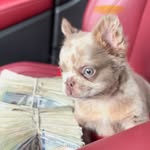 Latroy Lewis - @we_thebestkennels - Instagram