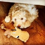 Laura Abbey - @oakley_cobberdog - Instagram