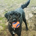 Laura Agnew - @walkieswoofus23 - Instagram