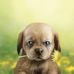 Laura An - Facebook