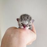 Laura G - @laura_and_her_cats - Instagram