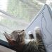 Laura Angell - Facebook