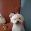 Laura Andreoli - @user931852788 - TikTok