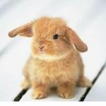laura andrzejewski - @lespetitesannecdotesdesanimaux - Instagram