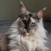 Laura - @laura.angles04 - TikTok
