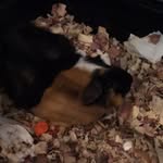 Augustus_Guinea-Pig - @augustus_laura_life - Instagram