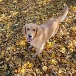 Laura Backus - @koda_golden_retriever_dogg - Instagram