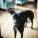laura hugo-bader - @lusia345676543 - Instagram