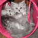 Laura Bale - Facebook