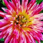 Laurie Cooper Bartkowiak - @lauriebartkowiak - Instagram