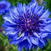 Laura Basham - Facebook