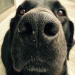 Laura Basham Torpy - @torps4 - Instagram