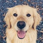 Laura  Blocker - @amorporcachorro12 - Instagram