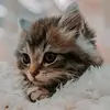 Laura Bone - @laura.bone08 - TikTok
