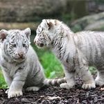 Laura Bork - @l.bork - Instagram