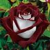 Laura C Bourg - Facebook