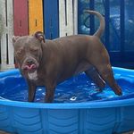 Laura Henestofel Bozeman - @scanimalrescueandsanctuary - Instagram