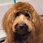 Laura Bratcher - @lauras_pet_grooming - Instagram