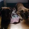Laurabuffy 1 - @laurabuffy1 - TikTok