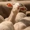 Laurabuttons - @laurabuttons - TikTok