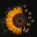 Laura Canton - Facebook
