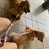 Laura Celli - @kyara.thor - TikTok